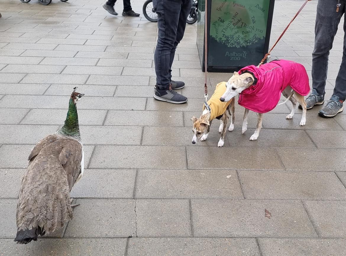 Whippet Ea billede 4