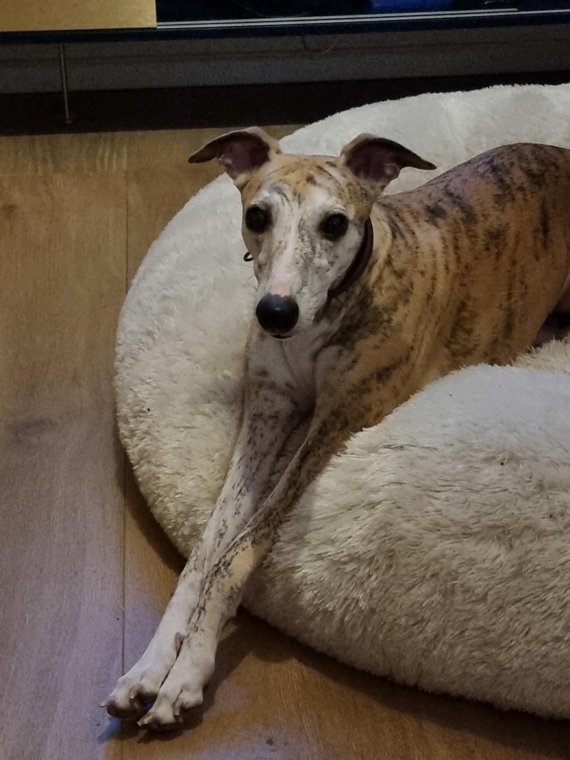 Whippet Ea billede 8