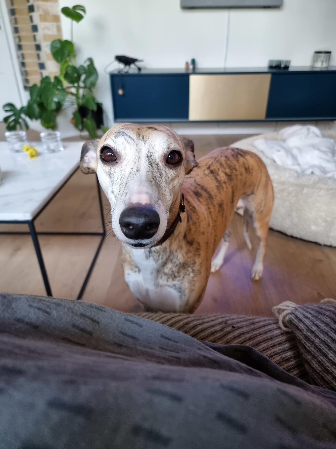 Whippet Ea billede 9