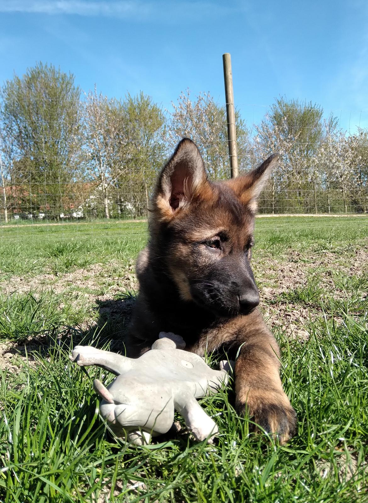 Schæferhund Bayogi Queen. (Enya). billede 24