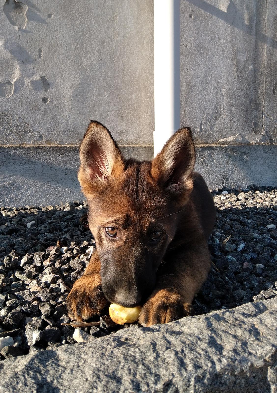 Schæferhund Bayogi Queen. (Enya). billede 23