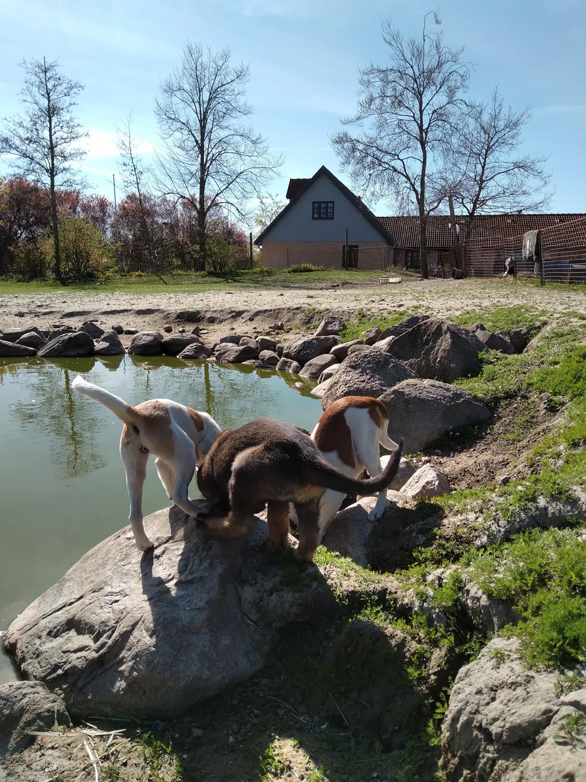 Schæferhund Bayogi Queen. (Enya). billede 46