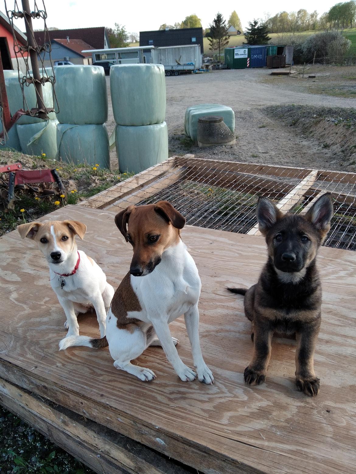 Schæferhund Bayogi Queen. (Enya). billede 35