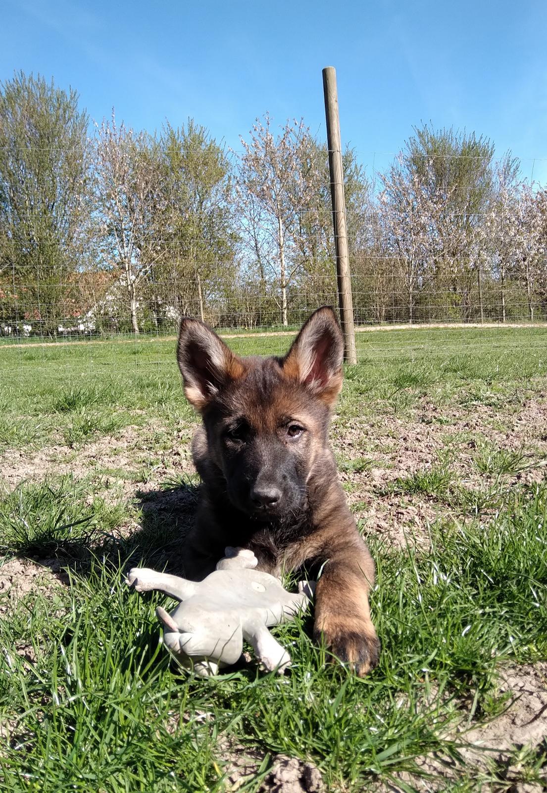 Schæferhund Bayogi Queen. (Enya). billede 47