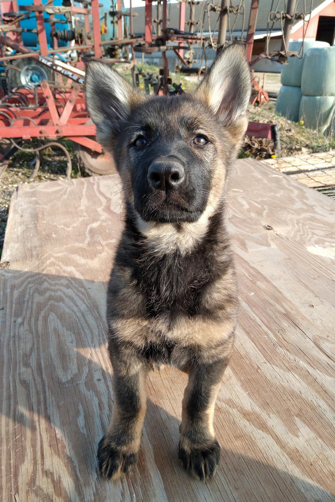 Schæferhund Bayogi Queen. (Enya). billede 27