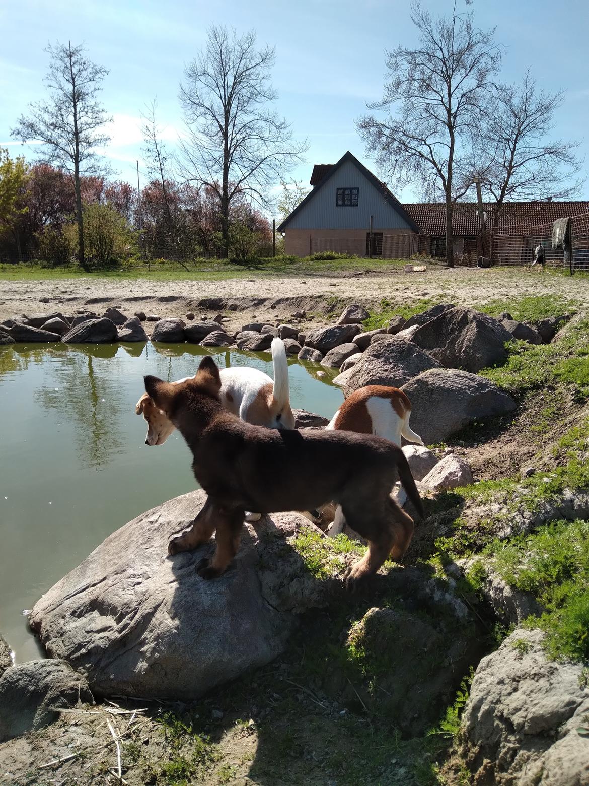 Schæferhund Bayogi Queen. (Enya). billede 45