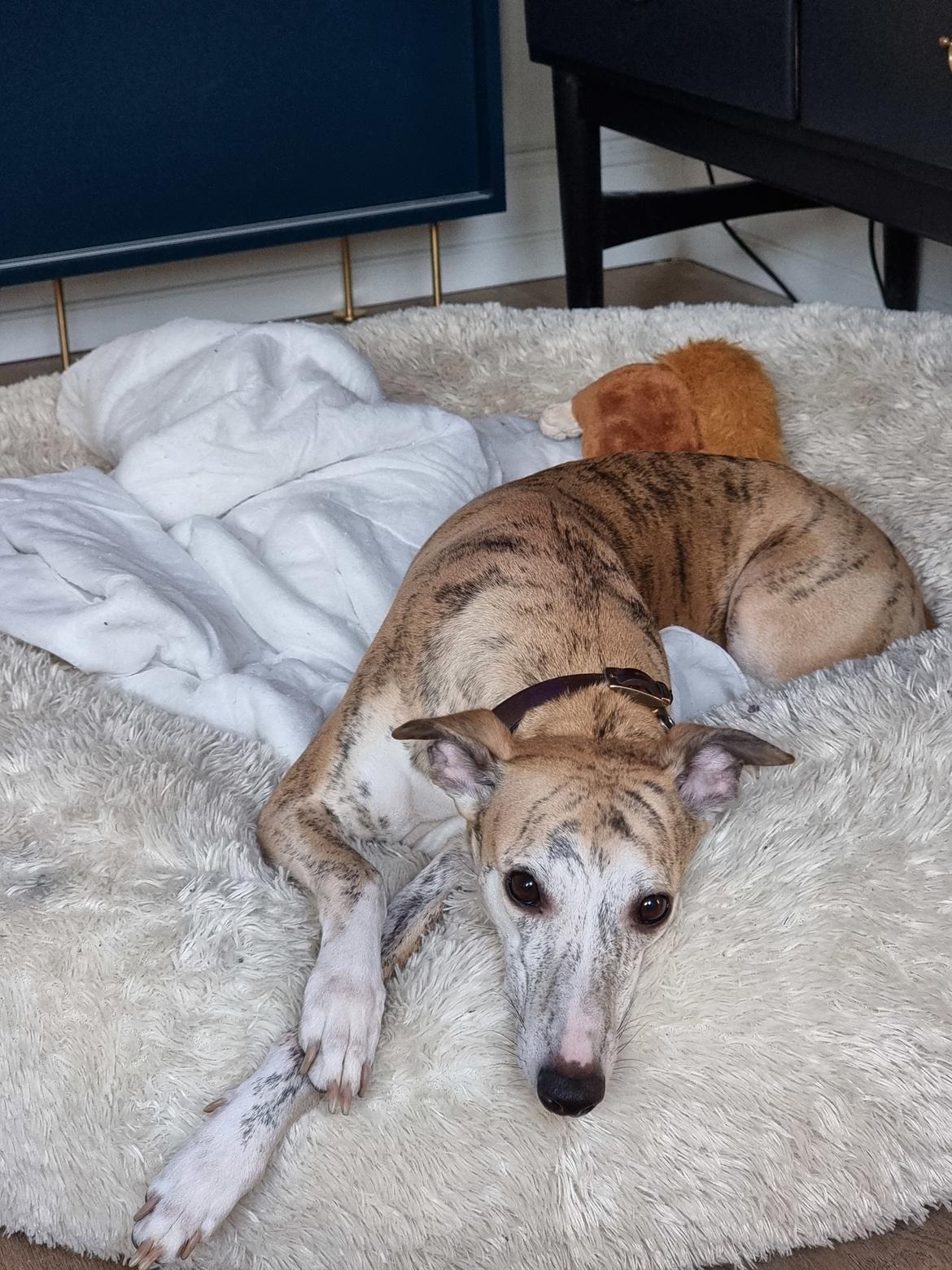 Whippet Ea billede 1