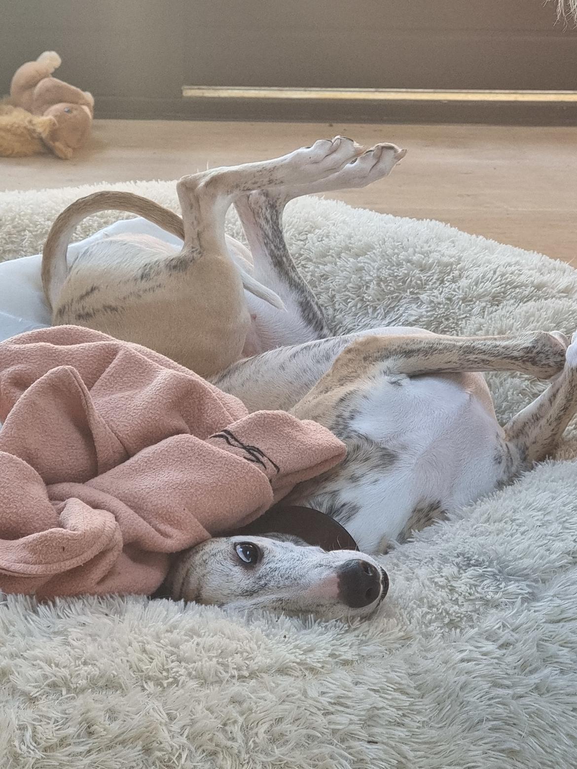 Whippet Ea billede 10