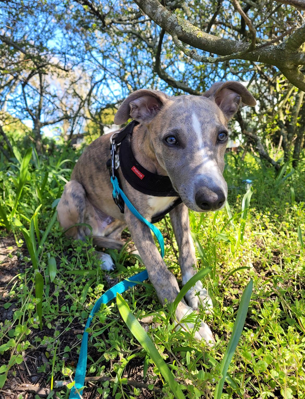 Whippet Falcon (Tanalorn Mr. Quade) billede 9