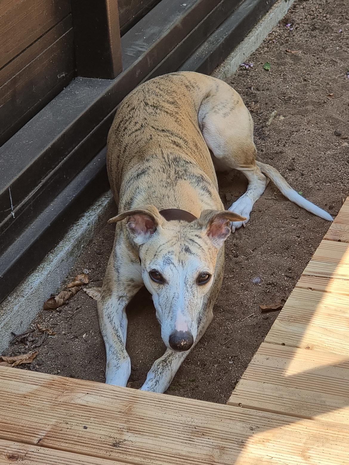 Whippet Ea billede 11