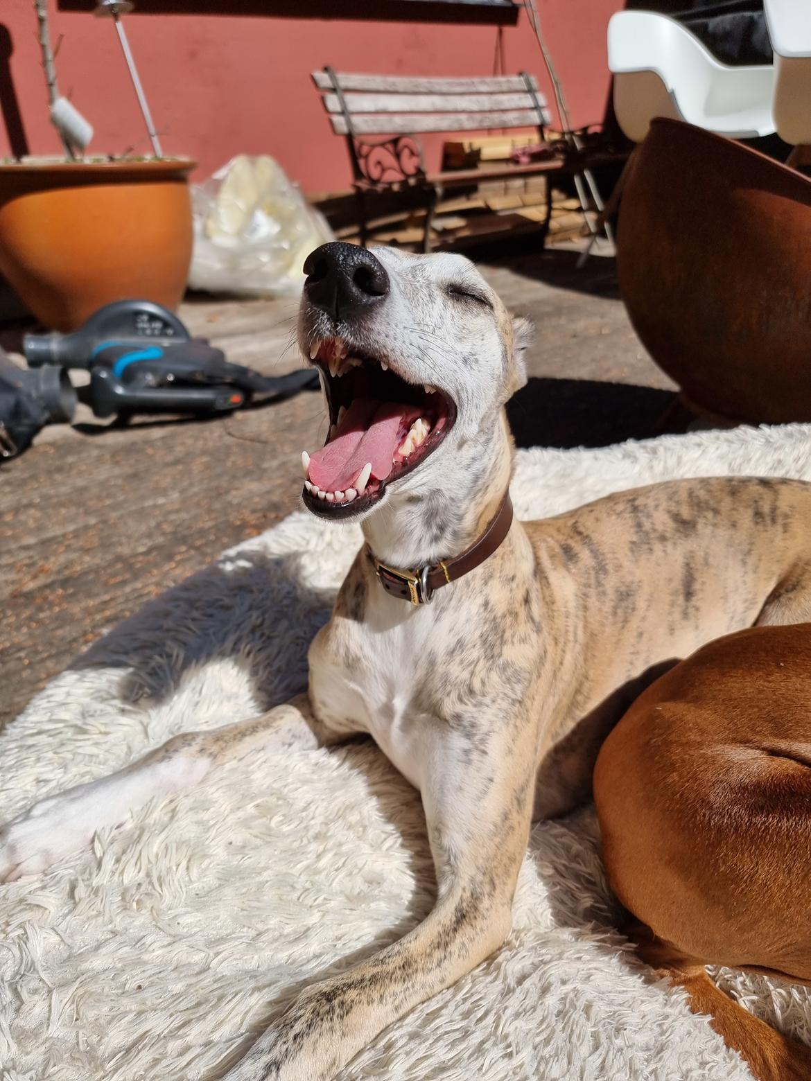 Whippet Ea billede 12