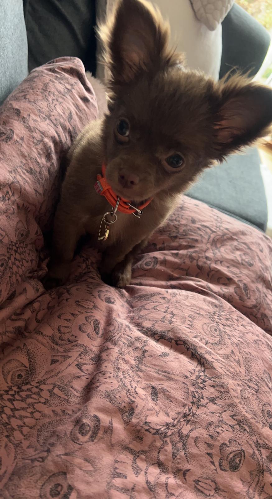 Chihuahua Nellie billede 22