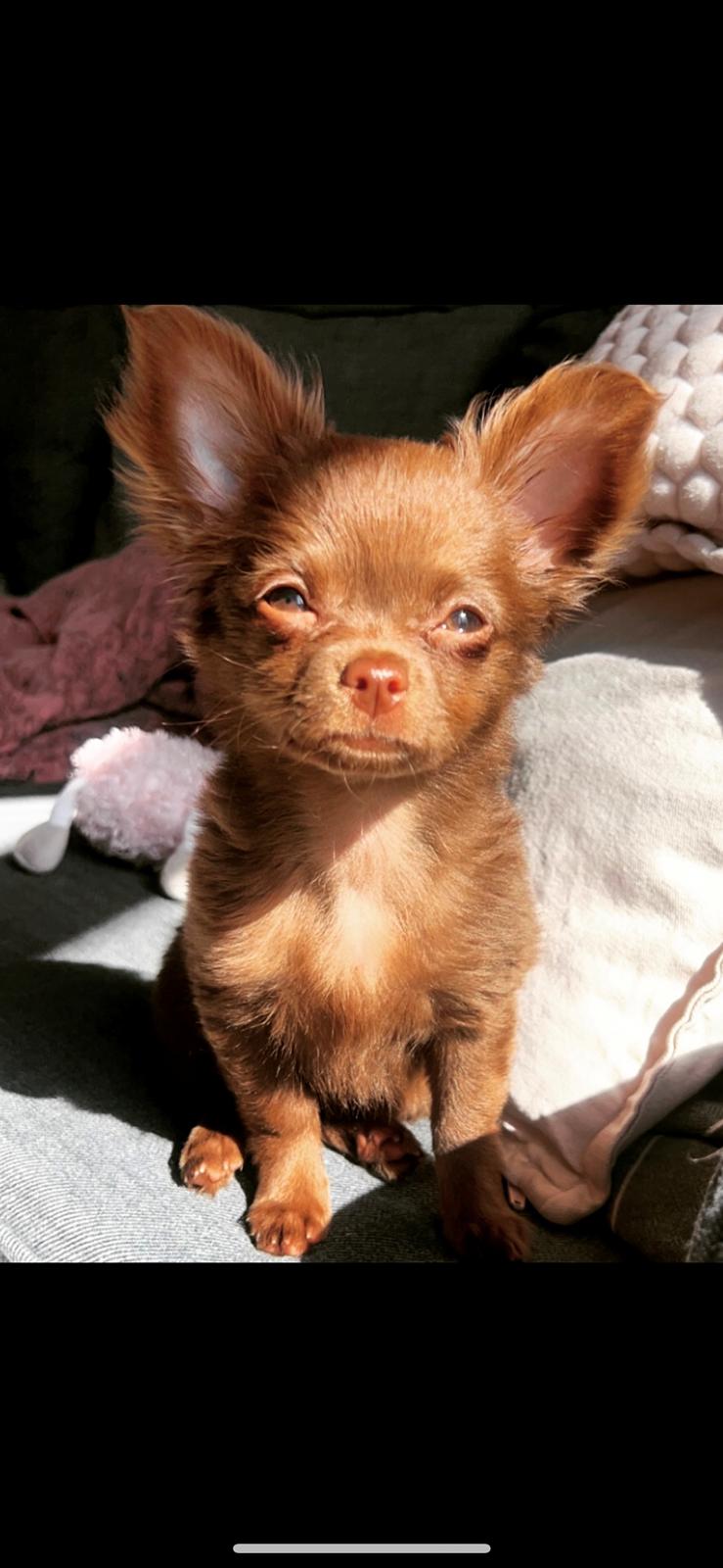 Chihuahua Nellie billede 21