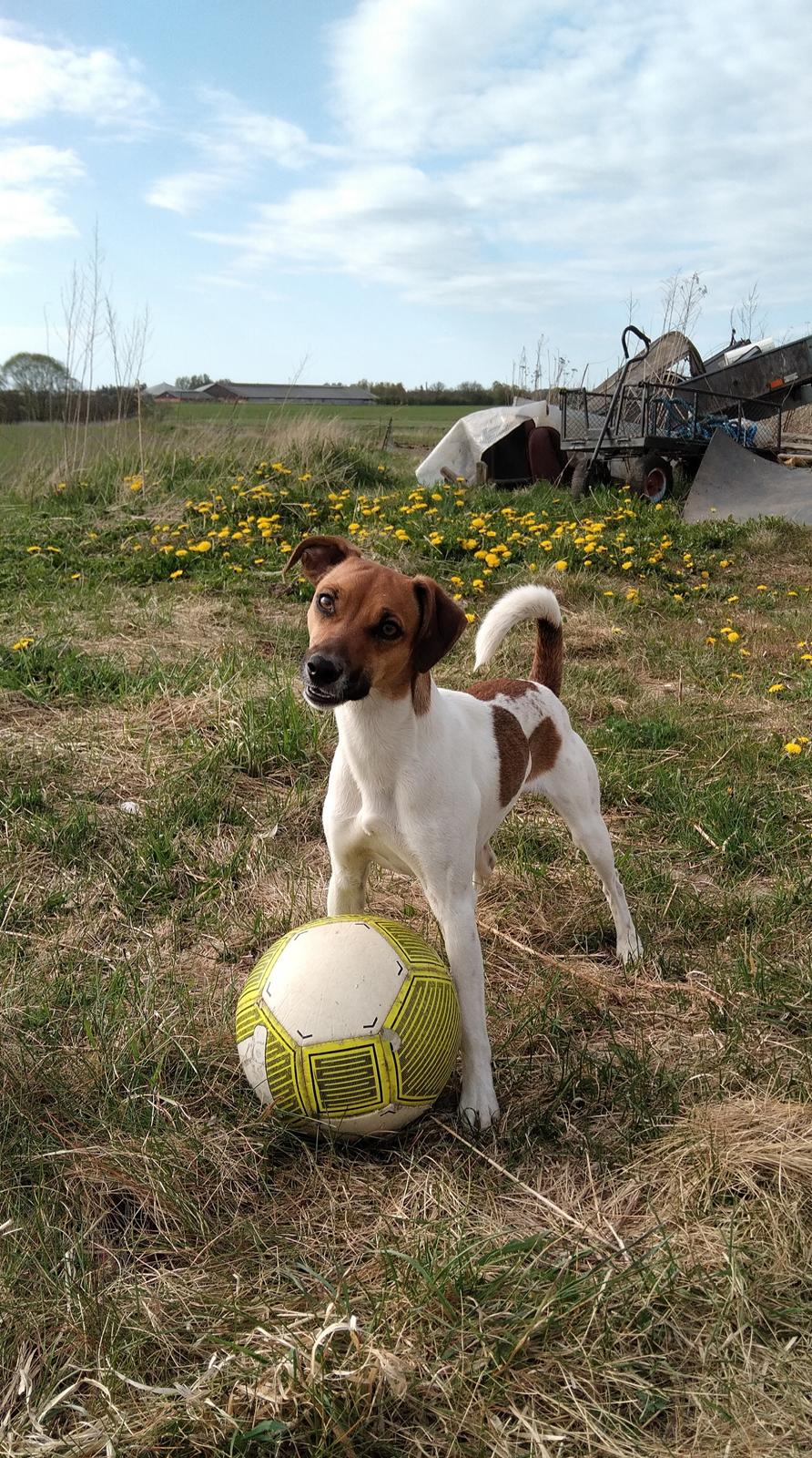 Dansk svensk gaardhund Hundeprut. billede 9