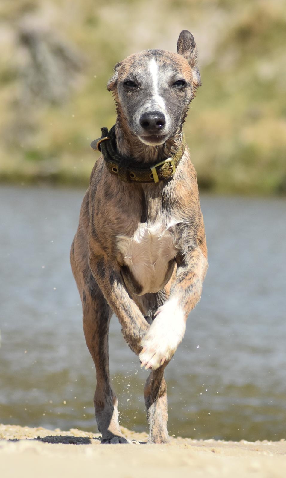 Whippet Falcon (Tanalorn Mr. Quade) billede 16