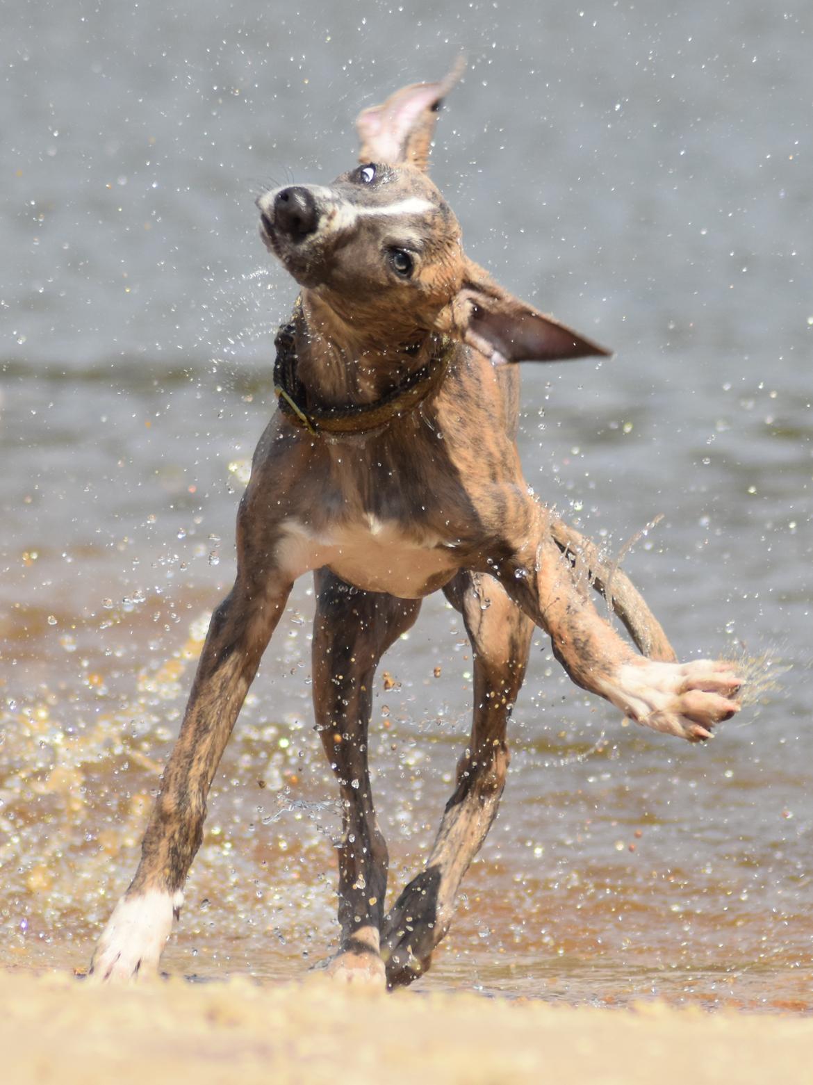 Whippet Falcon (Tanalorn Mr. Quade) billede 21