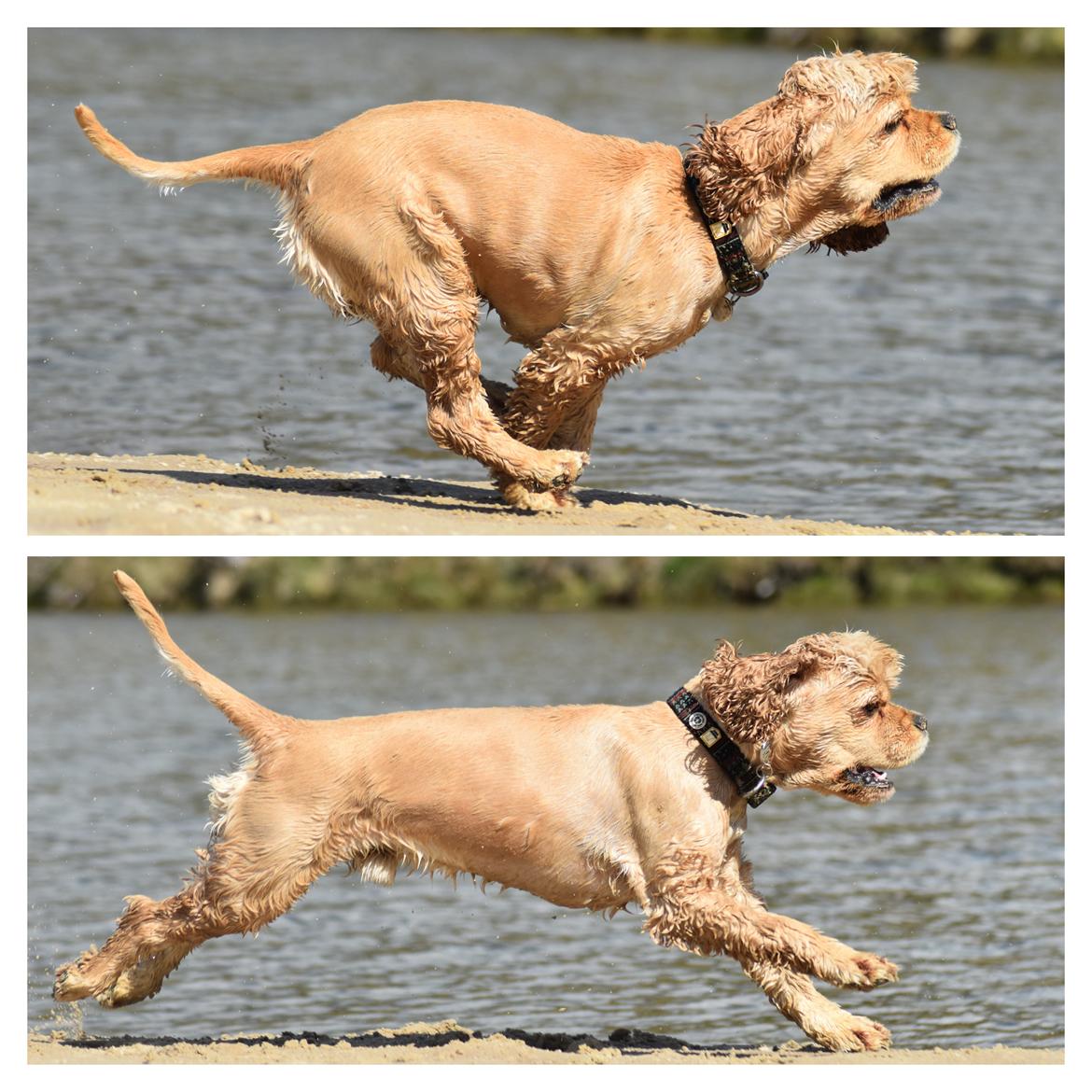 Amerikansk cocker spaniel Viggo Pedersen  billede 38