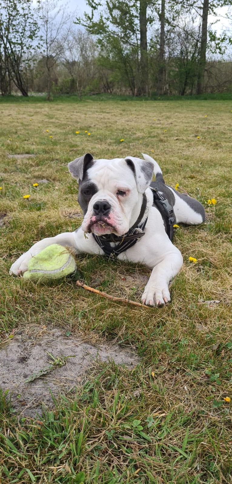 Olde english bulldogge Pelle billede 1