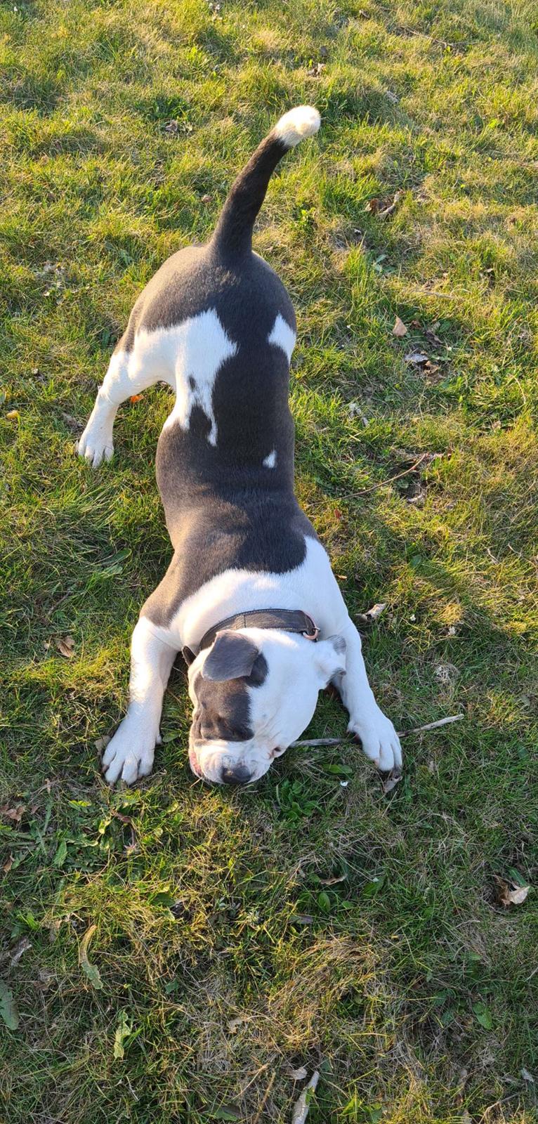 Olde english bulldogge Pelle billede 2