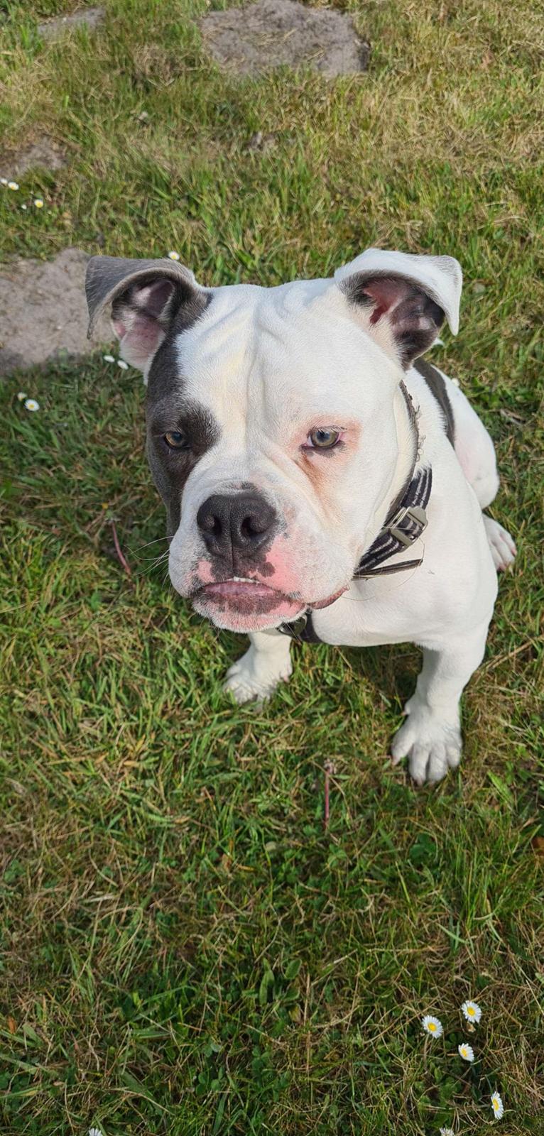 Olde english bulldogge Pelle billede 4