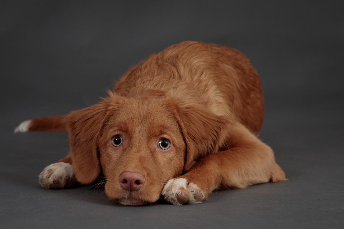 Nova scotia duck tolling retriever Markdorff's Sweet Cream and Cookies "Sisu" billede 1