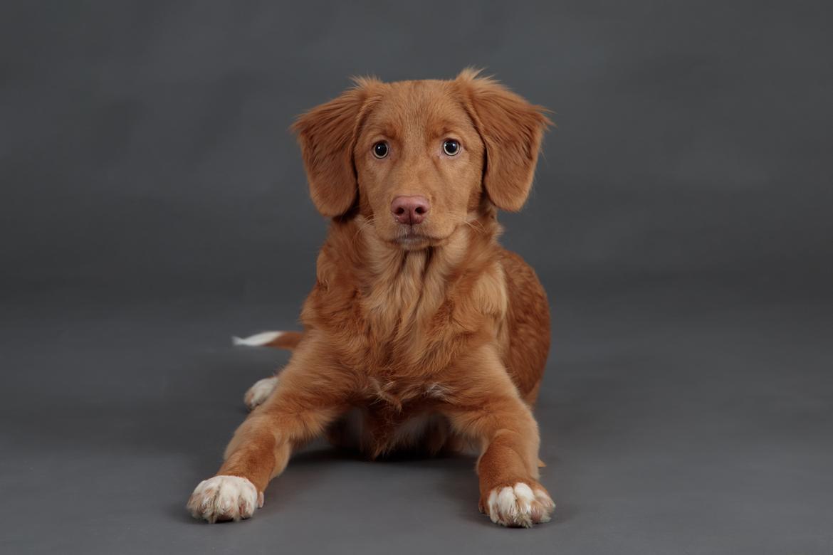 Nova scotia duck tolling retriever Markdorff's Sweet Cream and Cookies "Sisu" billede 3