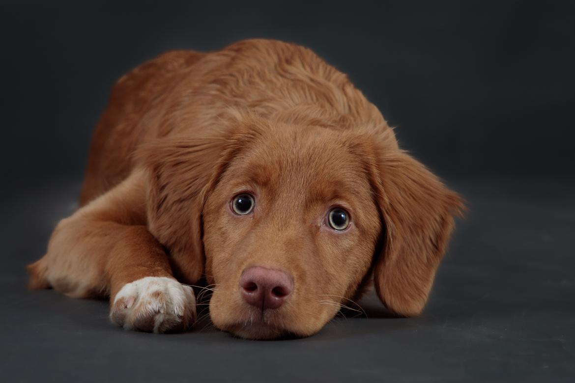 Nova scotia duck tolling retriever Markdorff's Sweet Cream and Cookies "Sisu" billede 2