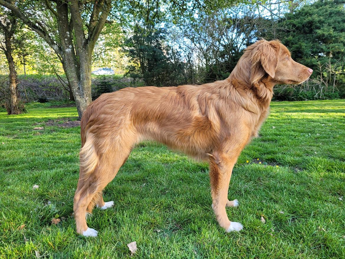 Nova scotia duck tolling retriever Markdorff's Sweet Cream and Cookies "Sisu" billede 5