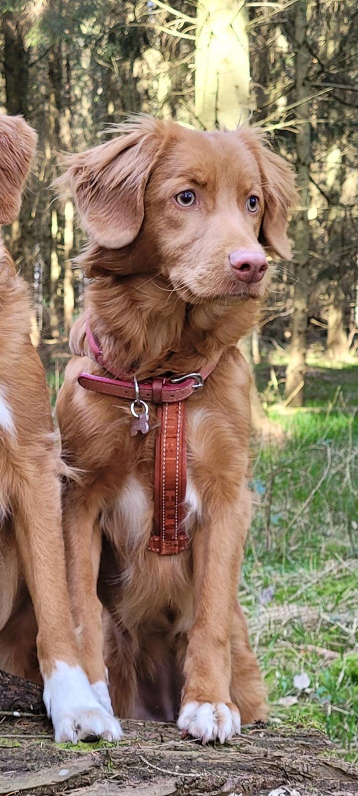 Nova scotia duck tolling retriever Markdorff's Sweet Cream and Cookies "Sisu" billede 7