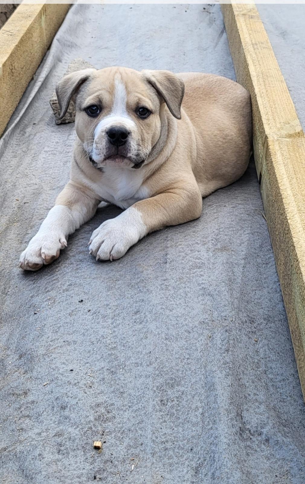 American Bully Balou billede 2