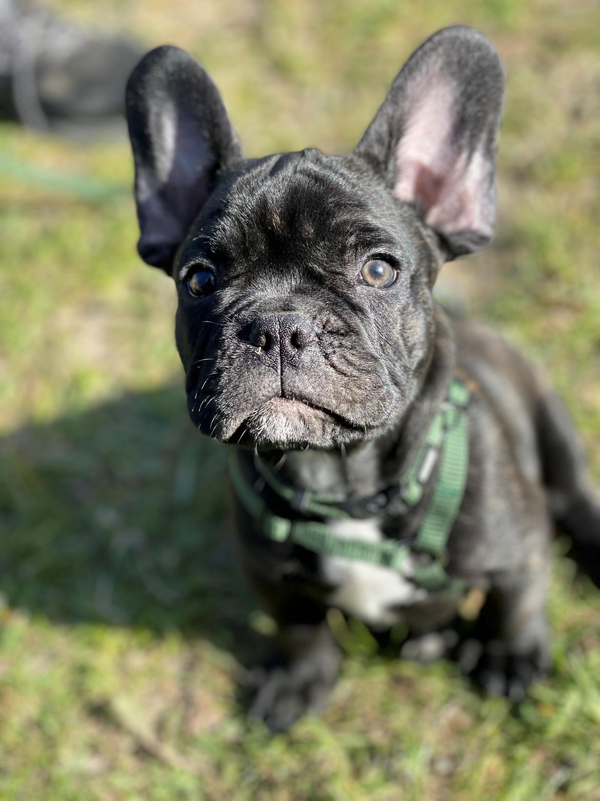 Fransk bulldog Benzon billede 14