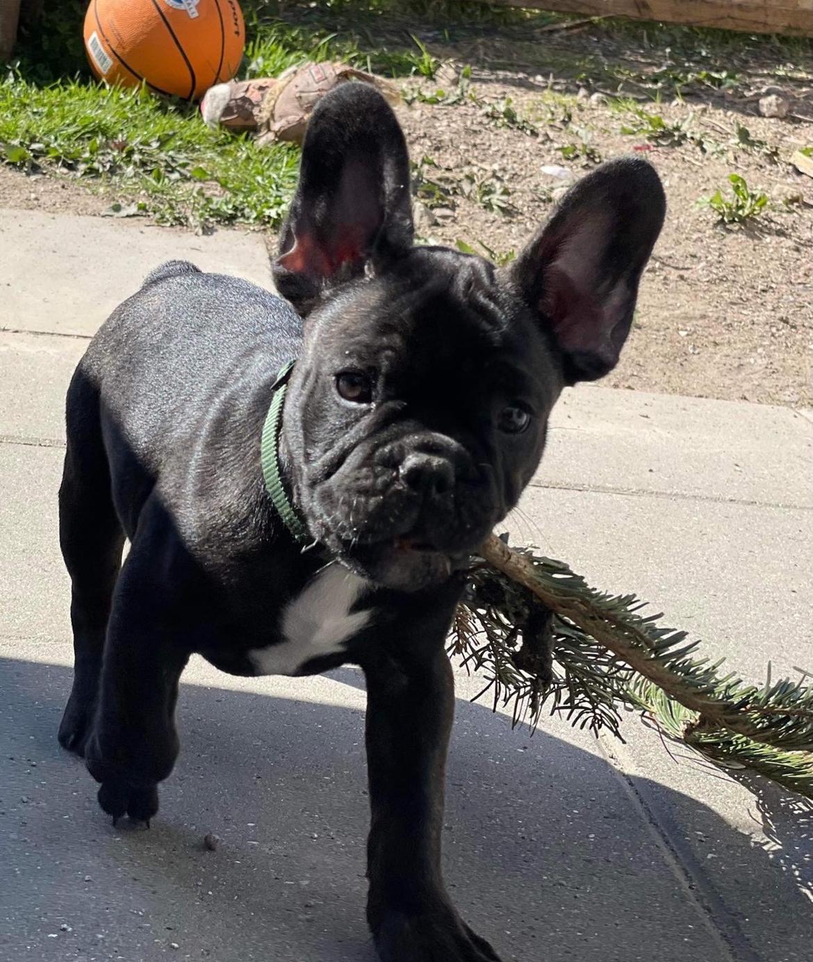 Fransk bulldog Benzon billede 12