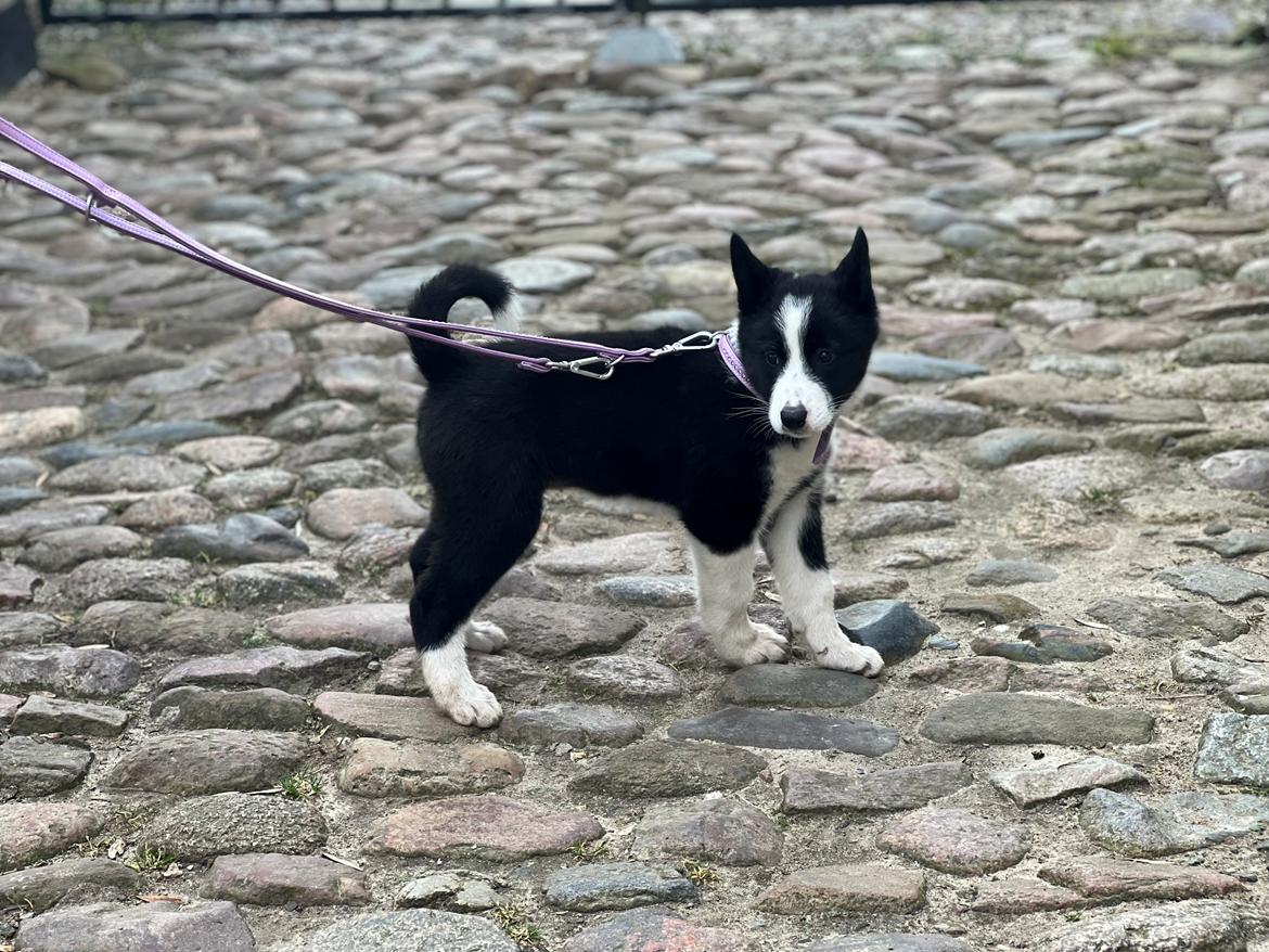 Karelsk bjørnehund Daisy ( Hjortemosegaard Bright star ) billede 3