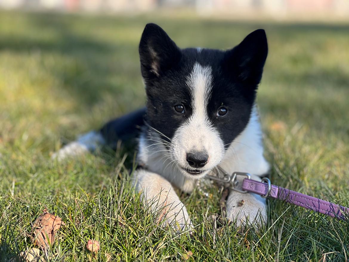 Karelsk bjørnehund Daisy ( Hjortemosegaard Bright star ) billede 5