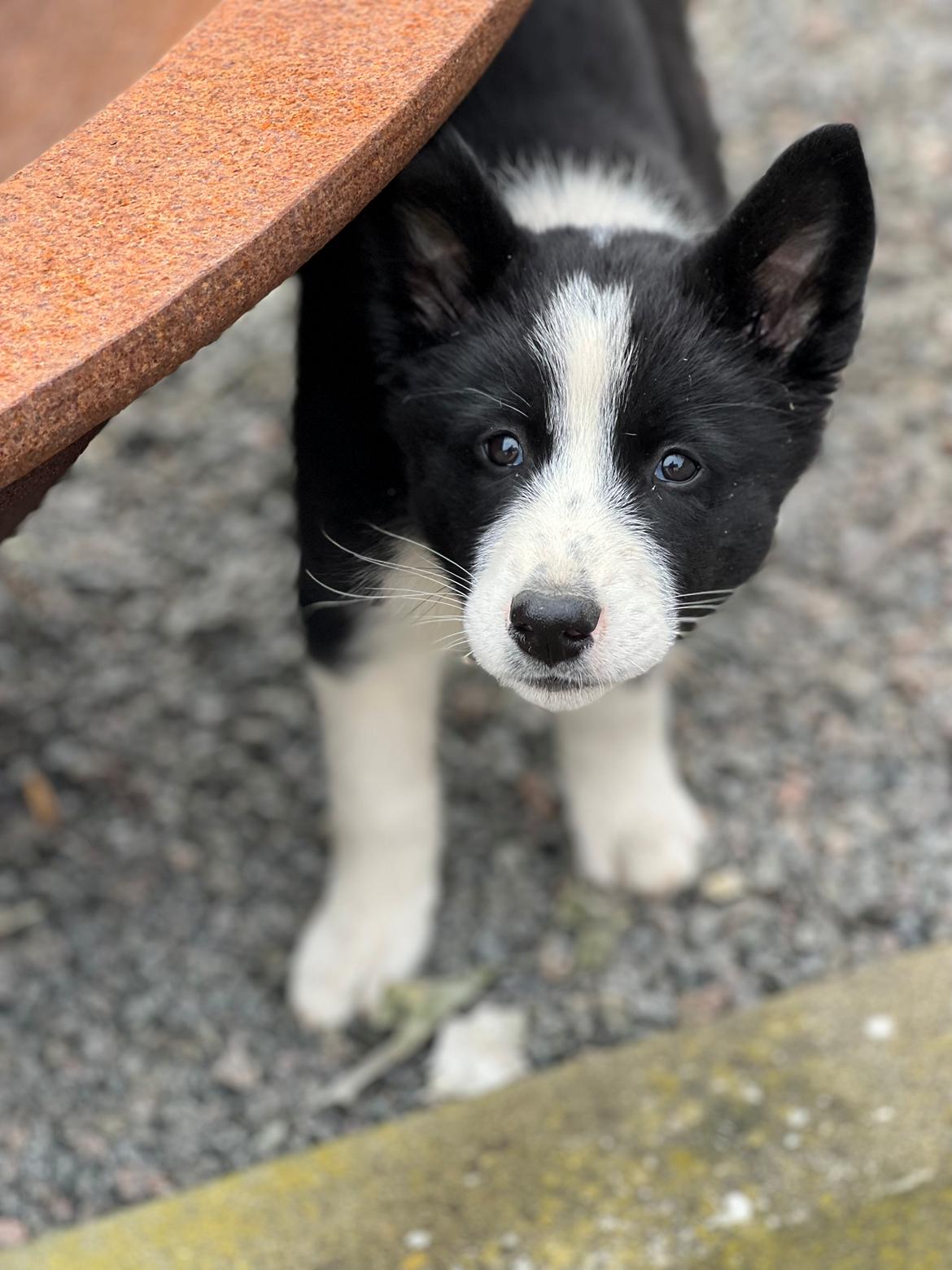 Karelsk bjørnehund Daisy ( Hjortemosegaard Bright star ) billede 9