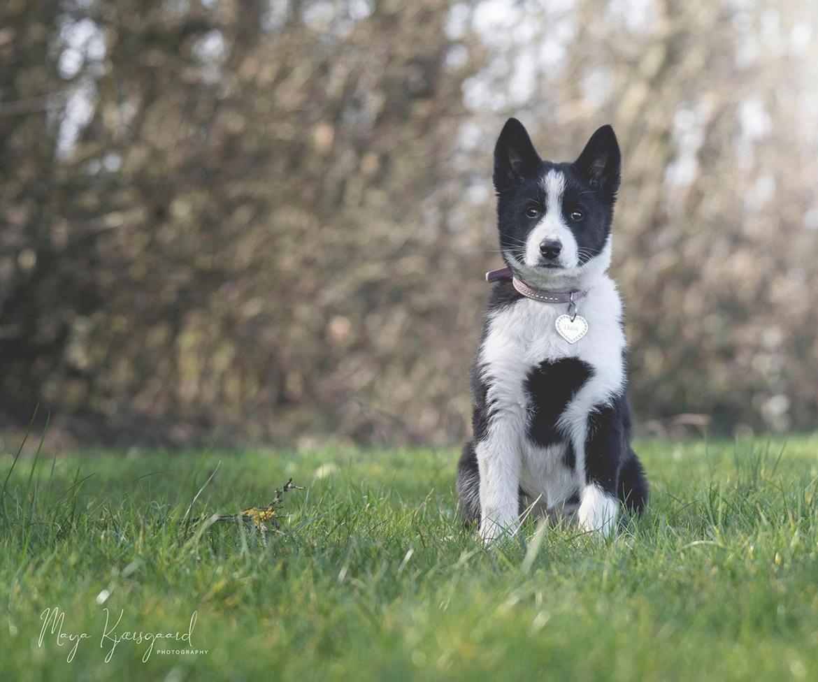 Karelsk bjørnehund Daisy ( Hjortemosegaard Bright star ) billede 13