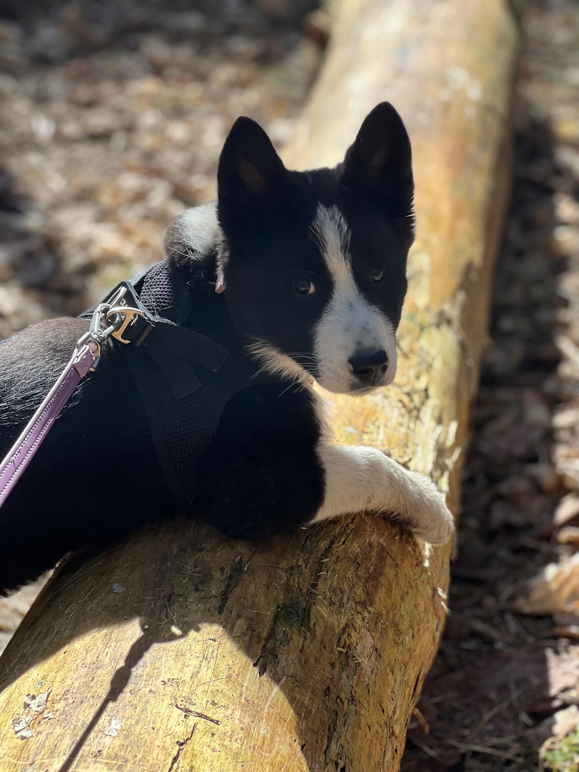 Karelsk bjørnehund Daisy ( Hjortemosegaard Bright star ) billede 14