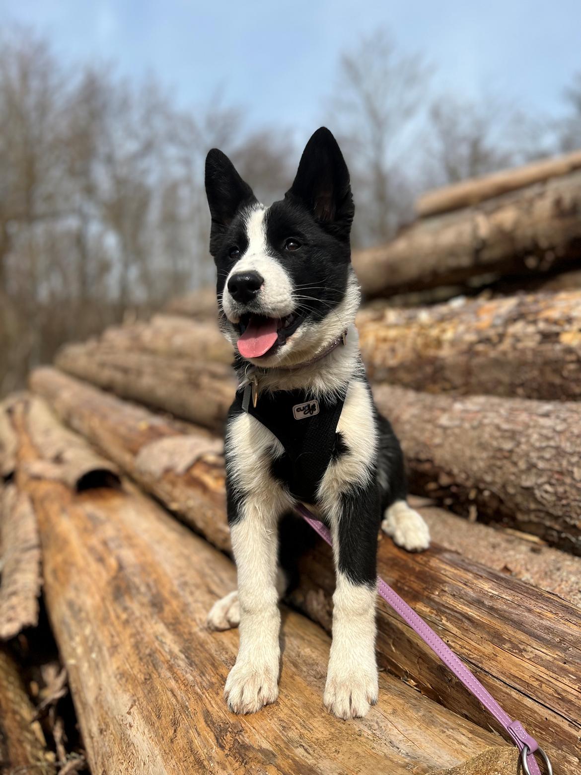 Karelsk bjørnehund Daisy ( Hjortemosegaard Bright star ) billede 17