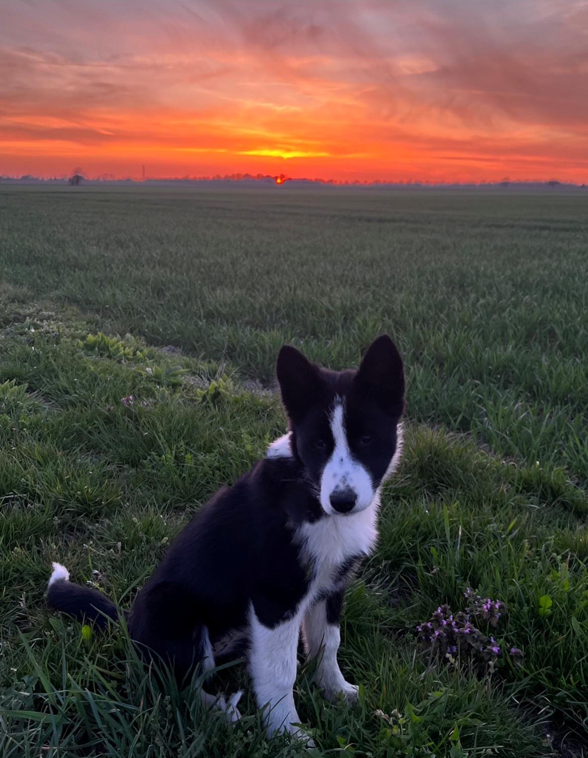 Karelsk bjørnehund Daisy ( Hjortemosegaard Bright star ) billede 18