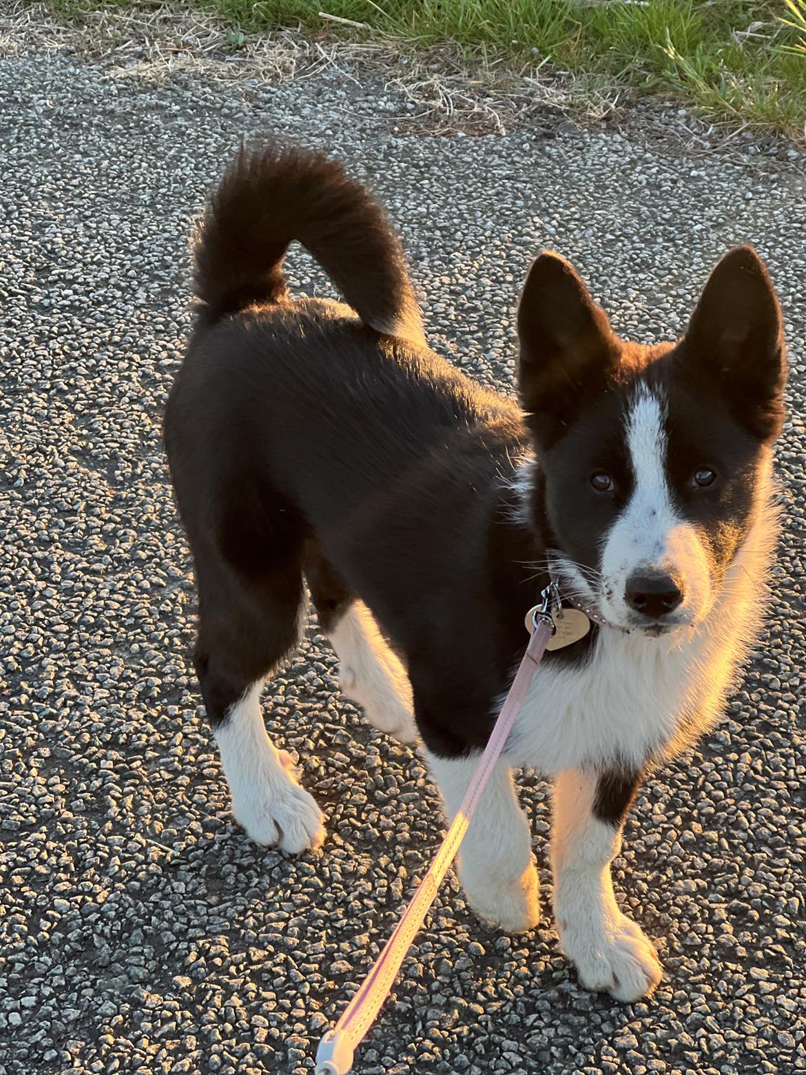 Karelsk bjørnehund Daisy ( Hjortemosegaard Bright star ) billede 21