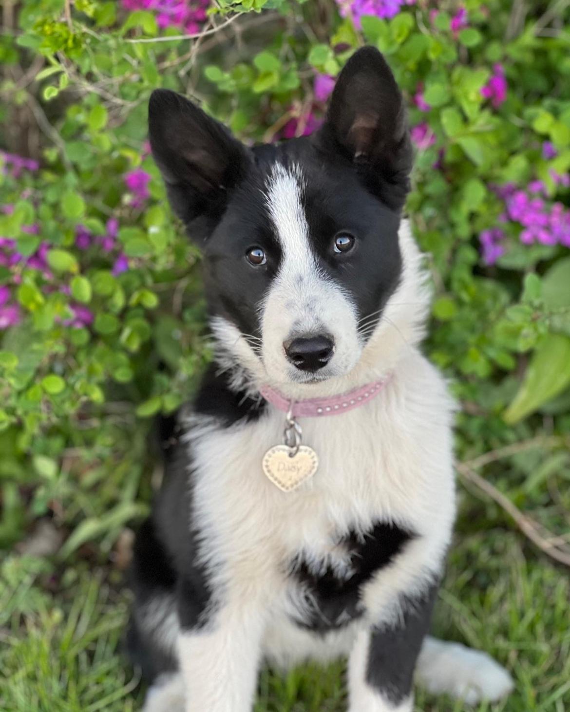 Karelsk bjørnehund Daisy ( Hjortemosegaard Bright star ) billede 22