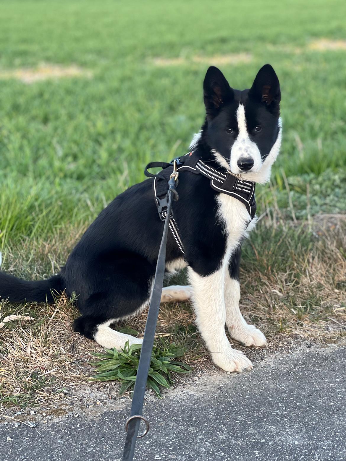 Karelsk bjørnehund Daisy ( Hjortemosegaard Bright star ) billede 27