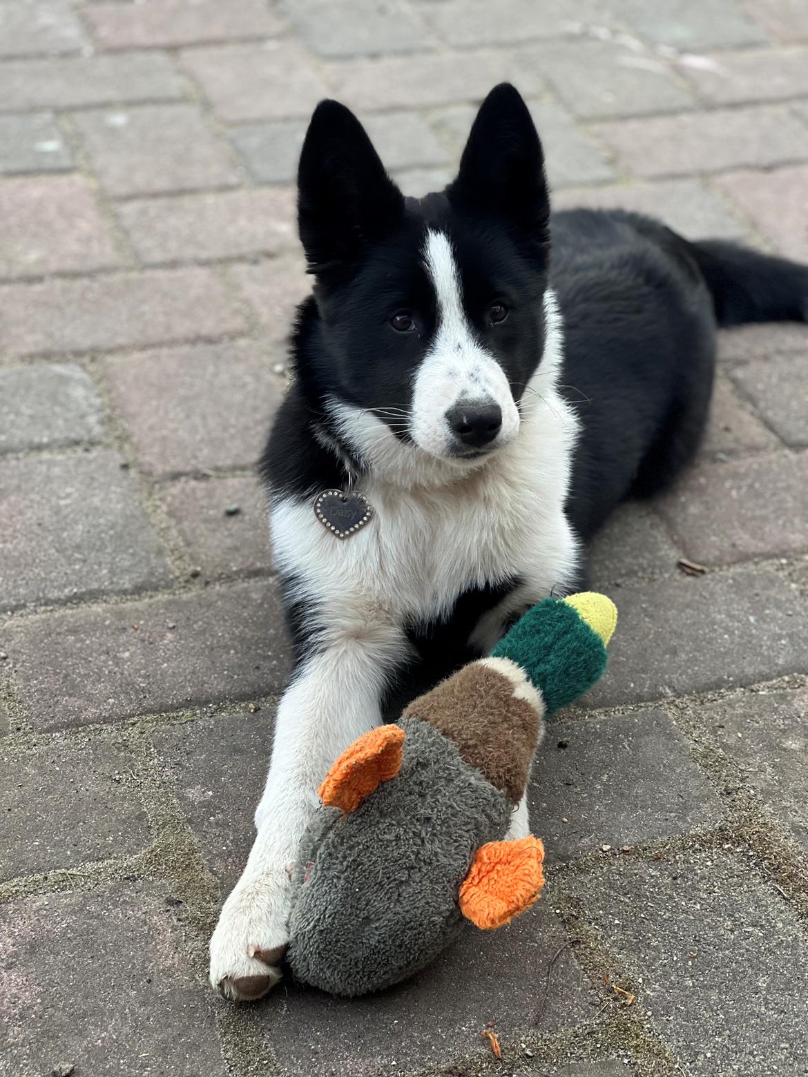 Karelsk bjørnehund Daisy ( Hjortemosegaard Bright star ) billede 28