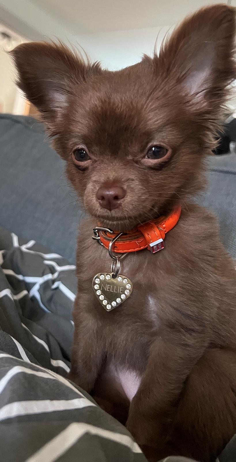 Chihuahua Nellie billede 23