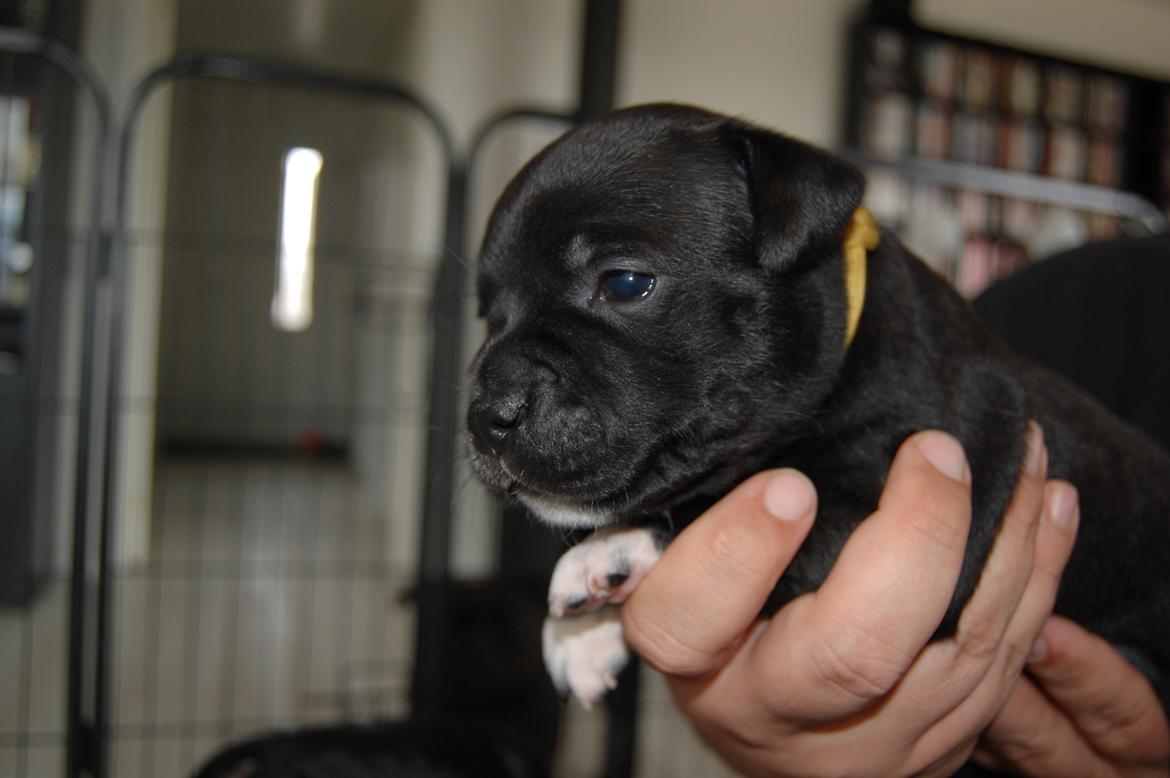 Staffordshire bull terrier Deorum angeli´s Strawberry muffin // Maze - 3 uge billede 4