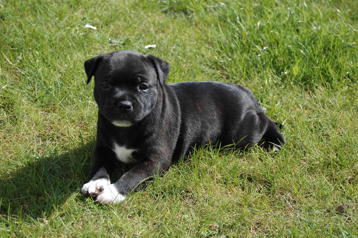 Staffordshire bull terrier Deorum angeli´s Strawberry muffin // Maze - 4 uge billede 5