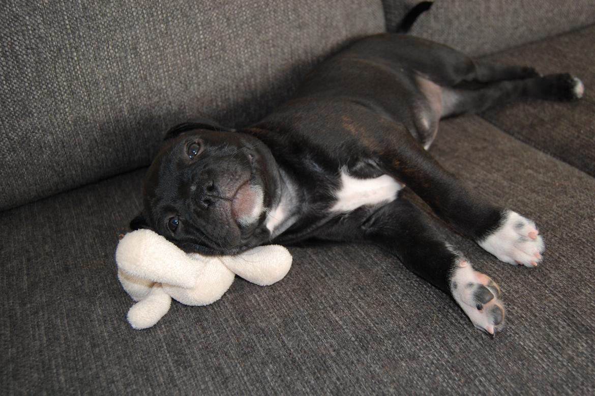 Staffordshire bull terrier Deorum angeli´s Strawberry muffin // Maze billede 14