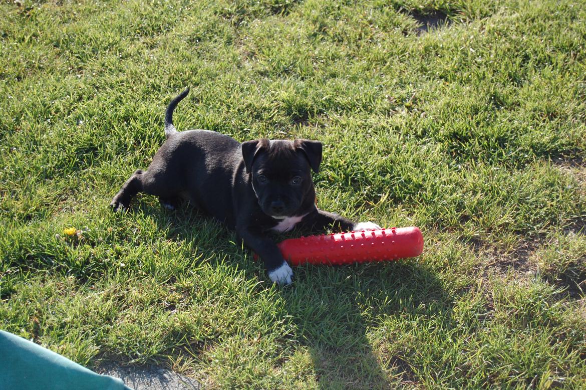 Staffordshire bull terrier Deorum angeli´s Strawberry muffin // Maze billede 17