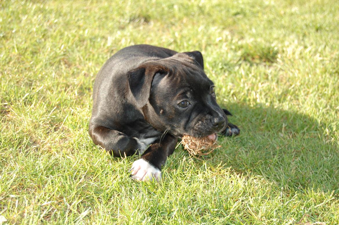 Staffordshire bull terrier Deorum angeli´s Strawberry muffin // Maze billede 19