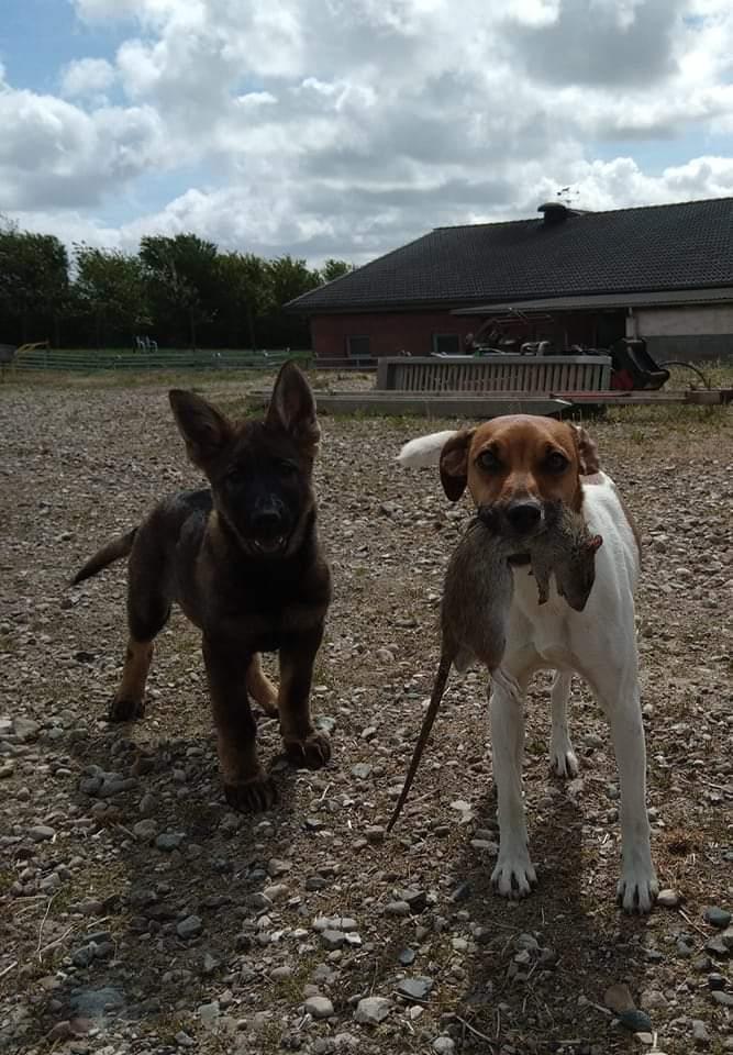 Dansk svensk gaardhund Hundeprut. billede 3